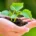 Jeune plante protégée, symbole de prévoyance